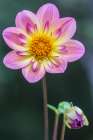 Washington State-Bellevue Dahlia Art Print